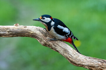 Buntspecht (Dendrocopos major)