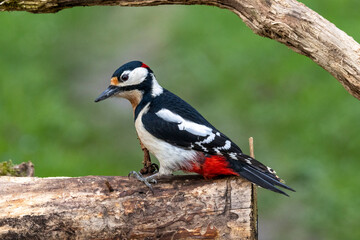 Buntspecht (Dendrocopos major)