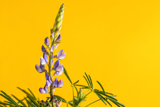 Blue annual wild lupin lupinus angustifolius on a uniform yellow background that highlights its beautiful blue flowers. Fine art.