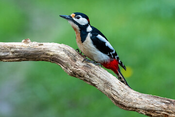 Fototapeta premium Buntspecht&nbsp;(Dendrocopos major)