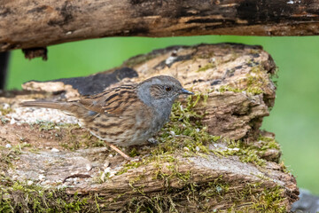 Heckenbraunelle (Prunella modularis)