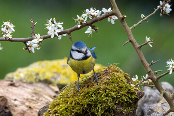Blaumeise (Cyanistes caeruleu)