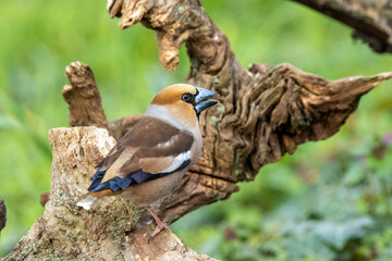 Kernbeißer (Coccothraustes coccothraustes)