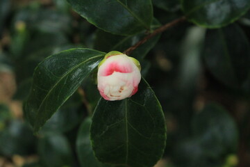 Camelia Bud