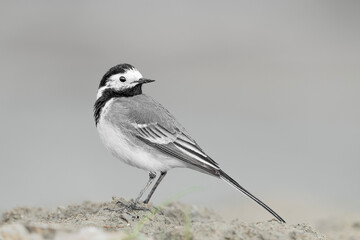 Extreme closeup for the beautiful white wagtail (Motacilla alba)
