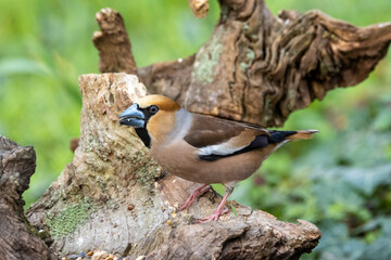 Kernbeißer (Coccothraustes coccothraustes)