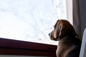 Young beagle puppy dog looking out of the window and waiting for owners. Lonely dog while pet sitting
