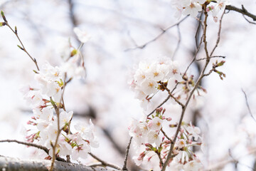桜
