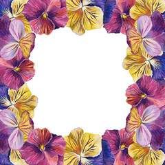 Fame of colored pansies. watercolor illustration. for postcards, packaging, bags, clothes, wedding decoration, stationery.