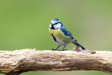 Blaumeise (Cyanistes caeruleu)