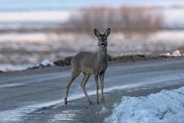 Tuinposter beautiful wild roe deer on the road  © AnastasiiaAkh