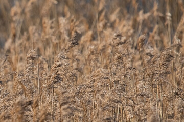 field of dry grass with a bird on the top of it