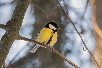 Naklejka premium titmouse sitting on the tree