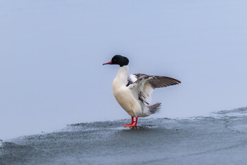 Male goosander or common merganser (Mergus merganser) stands on ice