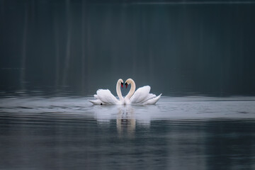 Two swans on the lake make a heart © AnastasiiaAkh