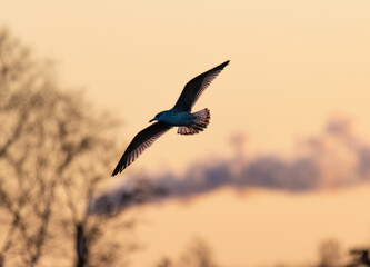 Fototapeta premium seagull flying in the sky with the sun setting behind it