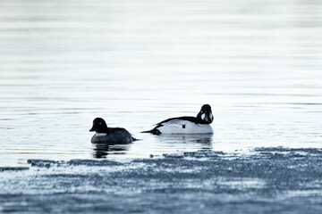 two common goldeneye ducks is swimming in the water