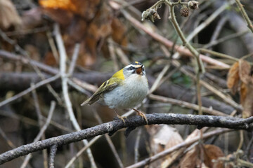 Sommergoldhähnchen (Regulus ignicapilla)