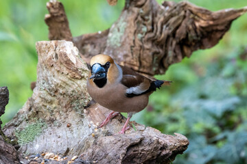Kernbeißer (Coccothraustes coccothraustes)