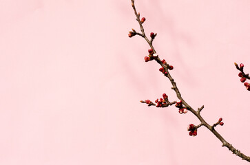 brunch of apricot tree is ready to blooming