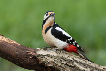Buntspecht (Dendrocopos major)