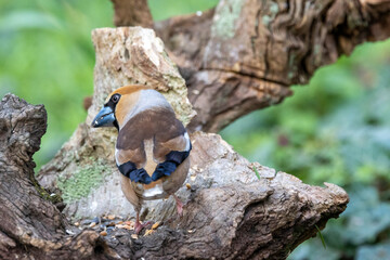 Kernbeißer (Coccothraustes coccothraustes)