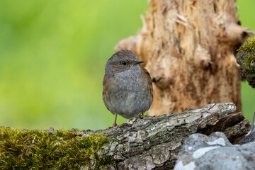 Heckenbraunelle (Prunella modularis)