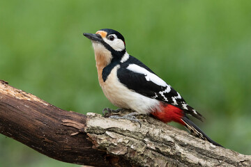 Buntspecht&nbsp;(Dendrocopos major)