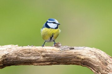 Blaumeise (Cyanistes caeruleu)