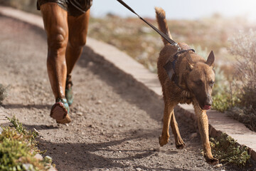 Dog and its owner taking part in a popular canicross race. Canicross dog mushing race. Outdoor...