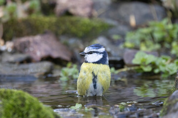 Blaumeise (Cyanistes caeruleu)