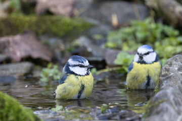 Blaumeise (Cyanistes caeruleu)