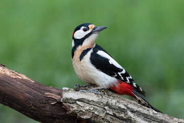 Buntspecht&nbsp;(Dendrocopos major)