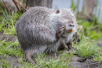 Nutria sits on the green grass towards the camera lens. Grey female nutria rubs its face with a...