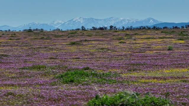 Purple and yellow wild flowers with mountain in background.  Antelope Valley, CA.  Dolly right to left, Drone 4k