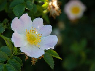 White blooming flower
