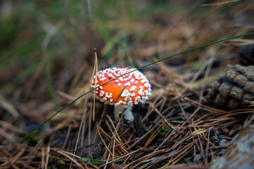 Fliegenpilz / Toadstool