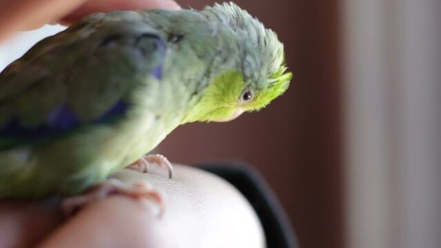 Forpus coelestis. Woman caressing the forpus and he indulges in pampering