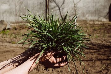 Women's hands hold a green bush sprouting above the soil. earth day
