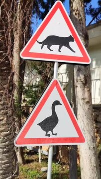 Road sign "beware of animals", with the image of a duck and a cat, in a city park against a background of green trees
