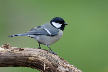 Kohlmeise (Parus major)