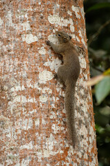A sruirrel searching food on tree trunk at Kaziranga National Park.