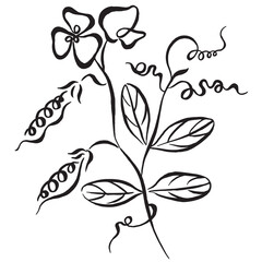 Sweet peas flower and leaf. Hand drawn botanical illustration with line art. Rustic stylized vector illustration of green peas isolated on white background. `Calligraphy drawing.