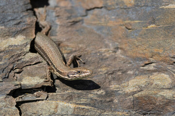 Mauereidechse (Podarcis muralis)