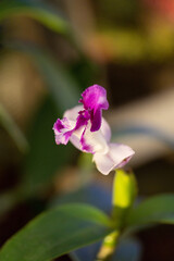 Orchideen - Pflanzen