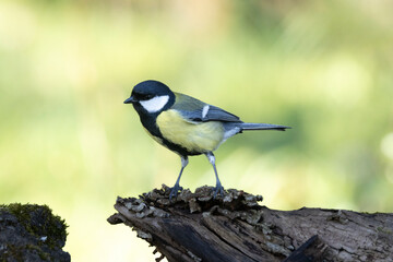 Kohlmeise (Parus major)