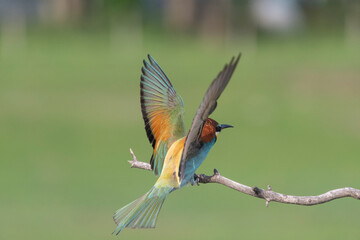 bee eater perched on branch
