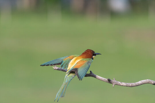 Eurasian bea eater
