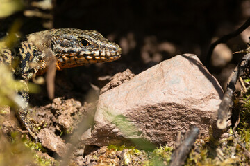 Mauereidechse (Podarcis muralis)