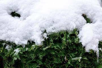 Green coniferous bush in snow, thuja hedge texture in winter.